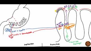 Peptic Ulcer for USMLE Step 1 and USMLE Step 2 [upl. by Htez]