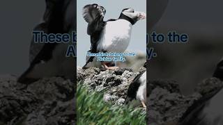 The auk The Alcidae family shortvideo shortsviral seabirds birds nature [upl. by Denie658]