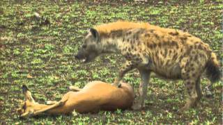 Gazelles LUCKY ESCAPE from CHEETAH and HYENA by PLAYING DEAD [upl. by Ttihw]