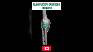 Quadriceps Femoris tendons quadriceps kneepain knee [upl. by Ginsberg340]