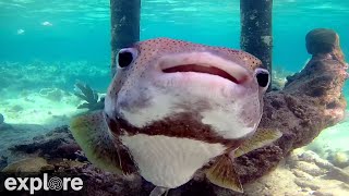 Utopia Village BackofDock Underwater Reef Cams powered by EXPLOREorg [upl. by Eniladam899]