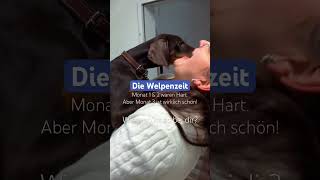 So ist die Welpenzeit wirklich love dog welpenzeit welpe [upl. by Ajroj]