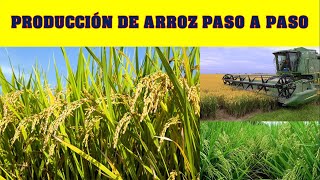 Aprende cómo se produce y cosecha el arroz agriculture rice [upl. by Arbma]