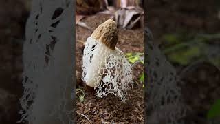 Unveiling nature’s artistry the delicate Bridal Veil Stinkhorn mushroom [upl. by Ellenaej]