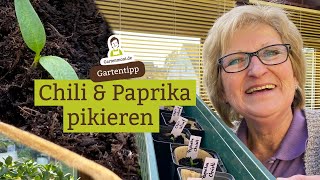 Chili und Paprika pikieren  Sämlinge umtopfen wenn sie größer werden [upl. by Nava]