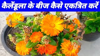 कैलेंडूला के बीज कैसे एकत्रित करें और देखभाल Calendula seed collection amp care  Calendula plant [upl. by Ardnayek]