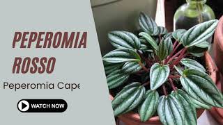 Peperomia Rosso  Peperomia Caperata Rosso  TinyLeaf [upl. by Alo]