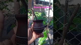 MATEANDO ANDO EN LA HUERTA  GRACIAS A TODOS POR SUS LINDOS COMENTARIOS BENDICIONES [upl. by Kcirneh]