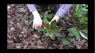 How to Care for Hellebores  Winter Pruning Tips Video [upl. by Anatak130]