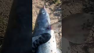 Anacostia River catfish fishing [upl. by Nesila]