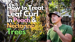 How to Treat Leaf Curl in Peach and Nectarine Trees [upl. by Earazed624]