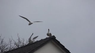 funny seagull sound by ani male [upl. by Clarissa]