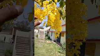 shorts medicine plant amaltas treeviralvidio trandingvidio todays Ayurveda [upl. by Ahseile]