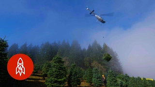 Harvesting One Million Christmas Trees by Helicopter [upl. by Esinet]