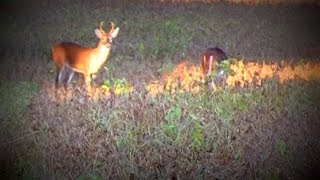 WHITETAIL DEER EATING SOYBEANS [upl. by Leavelle]