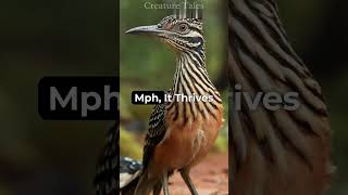 Greater Roadrunner is a fascinating bird animals youtubeshorts shortvideo animalplanet birds [upl. by Hiasi]