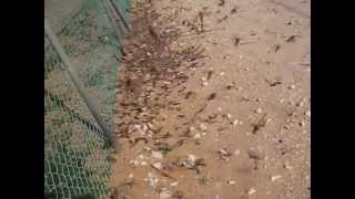 Locust Swarm  Infestation  Kmehin Israel 2013  מכת ארבה בארץ [upl. by Danny]