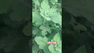 Guldaudi plant nature trending flowers gardenplants garden shorts shortvideo [upl. by Siseneg679]