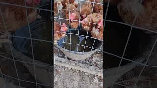 Chicken Waterer Review Shorts [upl. by Eirbua]