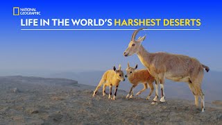 Life in Hostile Deserts  Hostile Planet  हिंदी  S1  E4  Nat Geo Wild [upl. by Tnarb]