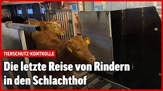 Tiertransport in der Schweiz So sieht es bei einer Kontrolle aus [upl. by Liz]