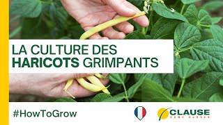 Comment cultiver et récolter les haricots grimpants ou haricots à rames  HowToGrow  HMCLAUSE [upl. by Vastha]