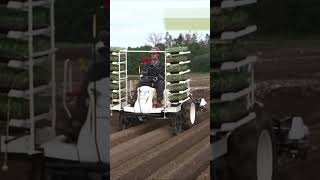 YANMAR Full Automatic Vegetable Transplanter 2 Rows PF2R shorts agrimachinery [upl. by Terese]