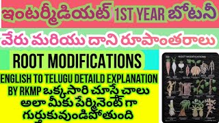 rootmodifications intermediatebipc1styearbotany8marksimportantquestion detaild explanation [upl. by Liemaj546]