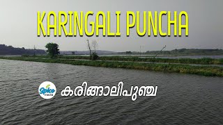 കരിങ്ങാലി പു‌ഞ്ച  KARINGALI PUNCHA  Karingalichal Lake [upl. by Gnidleif885]