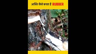 कैसे बनता है RUBBER  How Daily Things Are Made In Factory  Random Facts  shorts [upl. by Norted528]