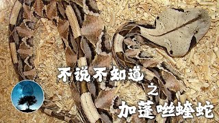 世界上最胖的蛇！🐍加蓬咝蝰蛇 Bitis gabonica — 不说不知道  小蓝知道  Bluezhidao [upl. by Esidarap]