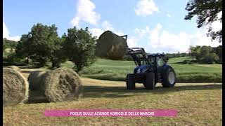 Focus sulle aziende agricole delle Marche [upl. by Ytitsahc291]