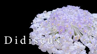 4K 디디스커스 꽃 개화 타임랩스  Didiscus bloom timelapse  꽃키우기  naturelapse  네이처타임랩스 [upl. by Atenaz594]