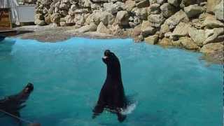 Marineland Otarie qui chante [upl. by Laehplar]