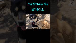 shorts 진돗개 아름다운 장면Korean Jindo Dog 🐕 [upl. by Nahgeam]