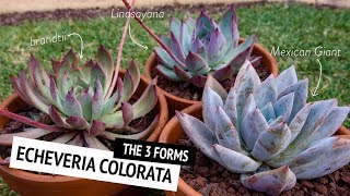 The different forms of Echeveria colorata  Cerriscapedia [upl. by Mya258]