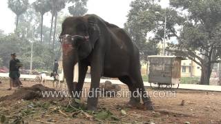 Camels and elephant for sale at Sonepur fair India [upl. by Giesser]