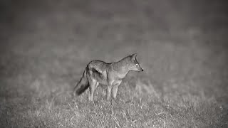 SideStriped Jackal Foraging [upl. by Lawrenson340]