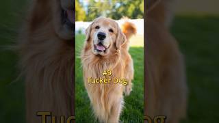 😍Top 10 Most Boy Dog Names of 2024🐕 top shorts bts dogs [upl. by Akceber]