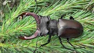 Roháč obecnýLucanus cervusHirschkäferStag beetle [upl. by Clercq]