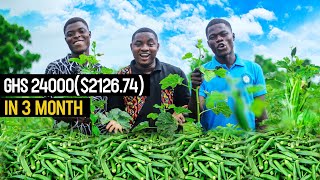 Okro Farming  Why Its Profitable to start an Okro Farm in 2023  Easy Guide for Beginners okra [upl. by Yraunaj]