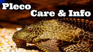 Pleco Care and Information Hypostomus Plecostomus  Common Pleco [upl. by Filipe]