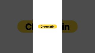 Chromatin [upl. by Gnek]