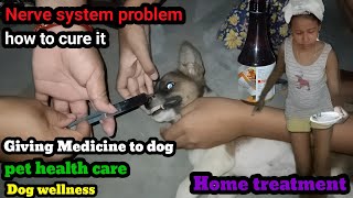 🐕 How to give medicine to your dogs II Pet health care II Dog medication tips dog animals [upl. by Anyar505]