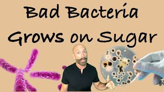 How Sugar Fuels Harmful Bacteria Growth  Health Risks Explained badbacteria sugar [upl. by Piggy]