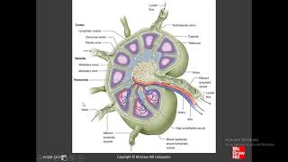 Dentistry Histology of Organs  Chapter 14 C Lymphoid System [upl. by Alaric962]