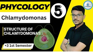 Phycology  Algae  3 1st Semister  DSC Paper  1  Chlamydomonas  Lecture  5 [upl. by Asus]