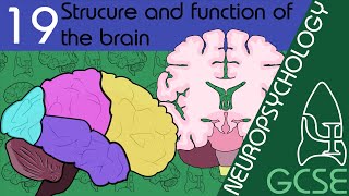 The Brain  Neuopsychology GCSE Psychology AQA [upl. by Bonis]