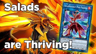 MASTER RANK SALAMANGREAT DECK SHOWCASE  Combos 🎮  Decklist ✔️  YuGiOh MASTER DUEL Replays [upl. by Gilson]