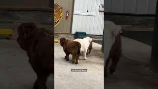 Mini cows go explore the barn on their own highlandcattle minicows cuteanimals babyanimals [upl. by Drawoh]